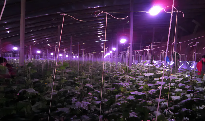 Led Plant Growth Lamp